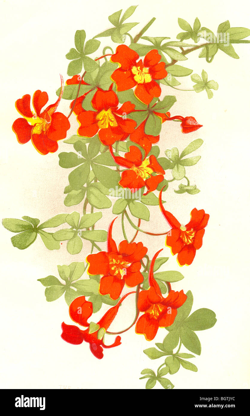The Flame Flower (Tropaeolum speciosum) issued as supplement to Amateur Gardening Stock Photo