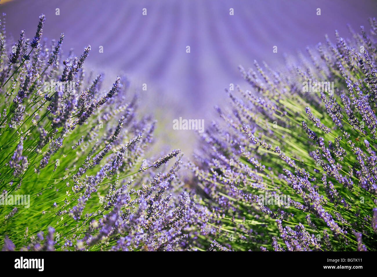 LAVENDER FIELD TO VALENSOLE, PROVENCE, FRANCE Stock Photo
