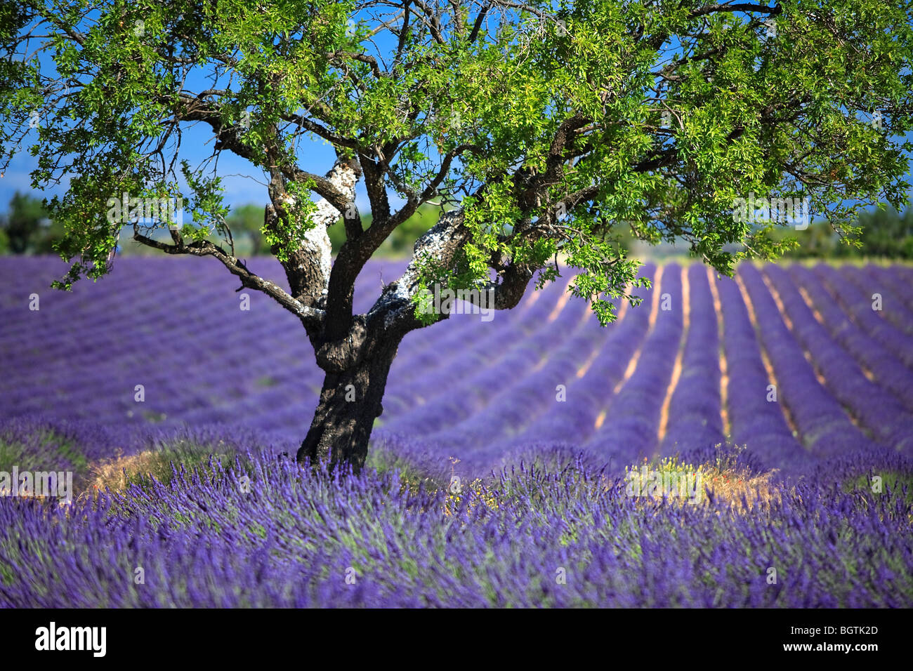 LAVENDER FIELD TO VALENSOLE, PROVENCE, FRANCE Stock Photo