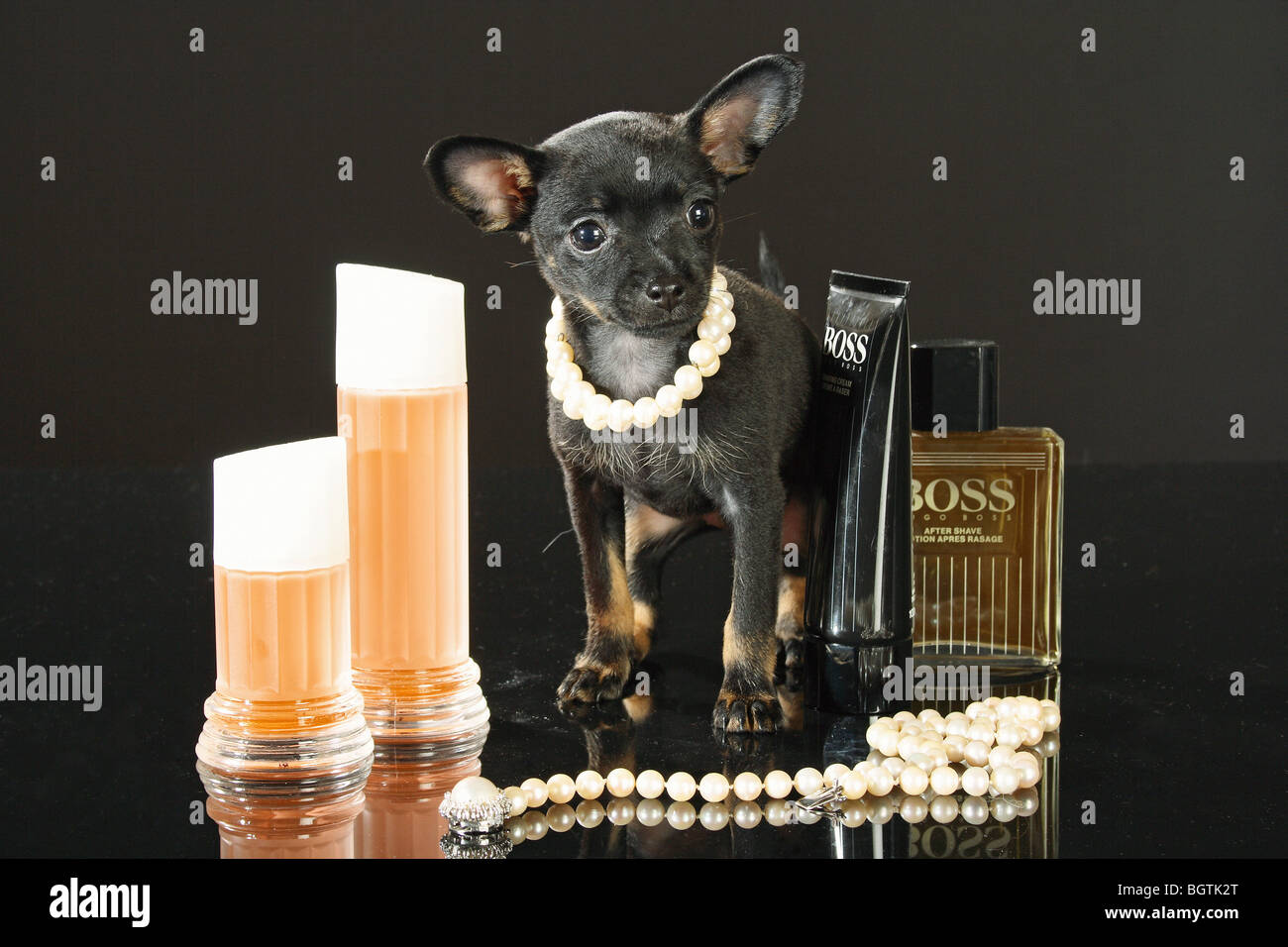 Russian Toy Terrier dog - puppy with pearl necklace Stock Photo