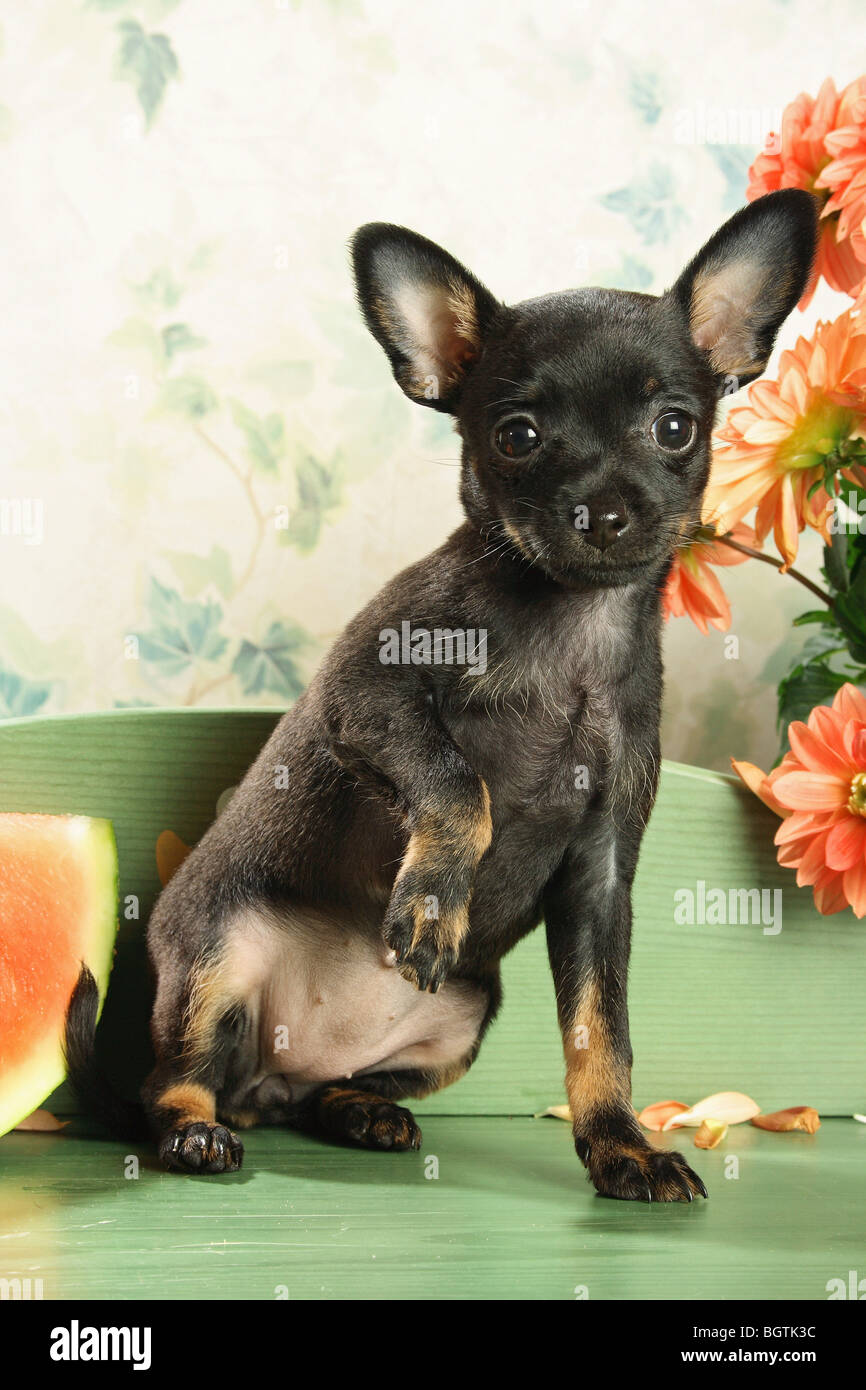 Russian Toy Terrier dog - puppy sitting Stock Photo