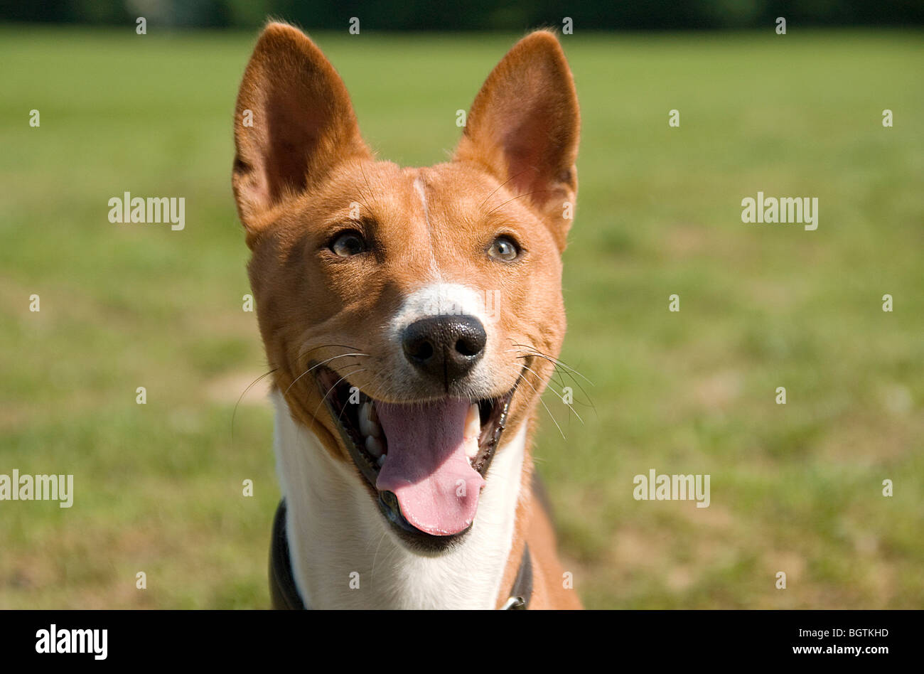 Basenji dog - portrait Stock Photo - Alamy