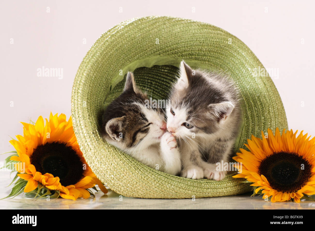 https://c8.alamy.com/comp/BGTKX9/two-kittens-in-a-straw-hat-BGTKX9.jpg