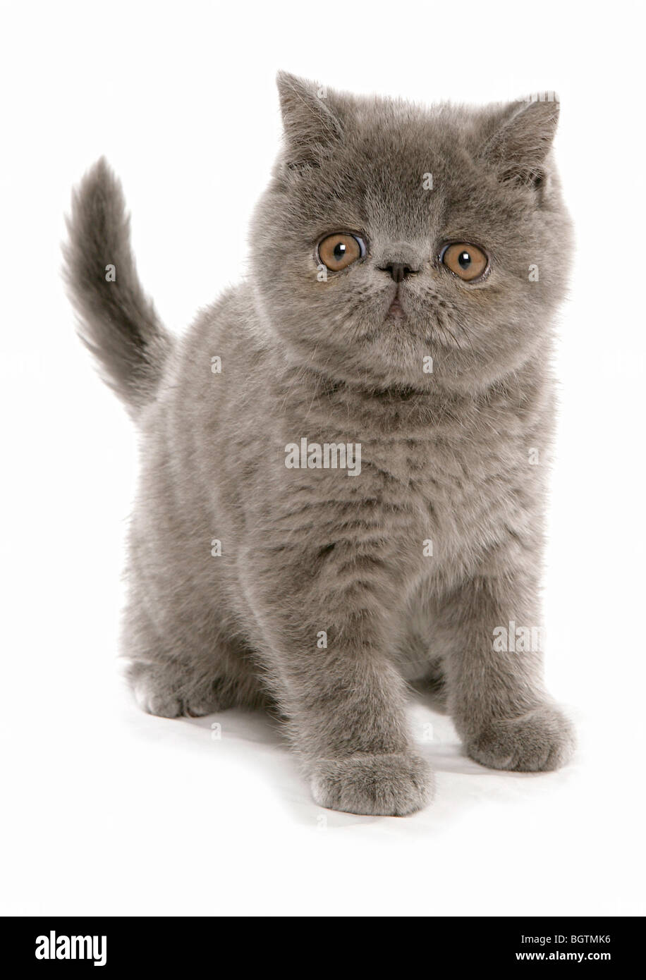 Exotic Shorthair Cat Kitten Cut Out Stock Photo 27587930 Alamy