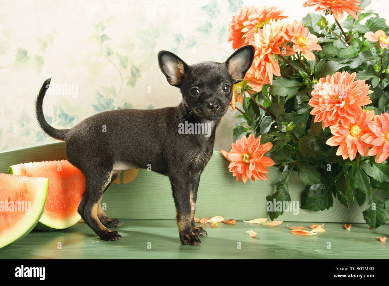Russian Toy Terrier dog - puppy standing next to flowers Stock Photo