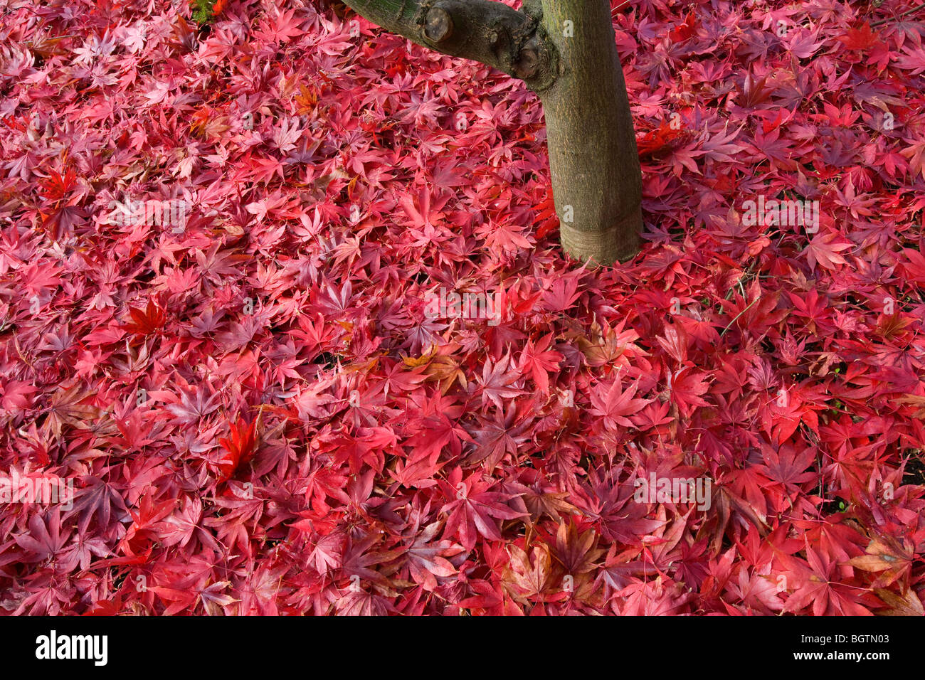 Fallen Leaves beneath Japanese Maple Tree Acer palmatum Stock Photo
