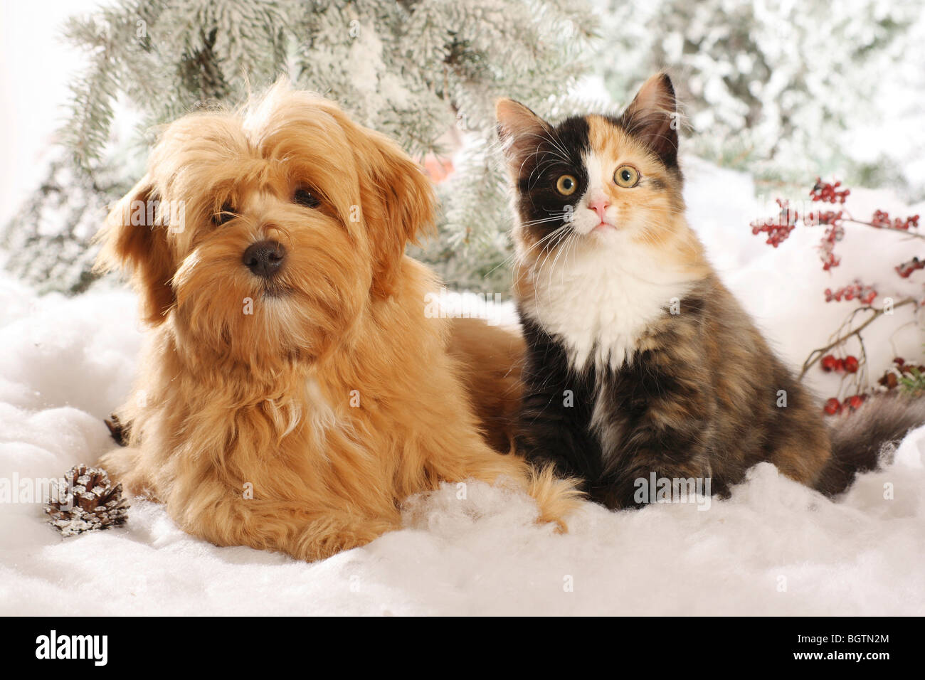 do havanese get along with cats