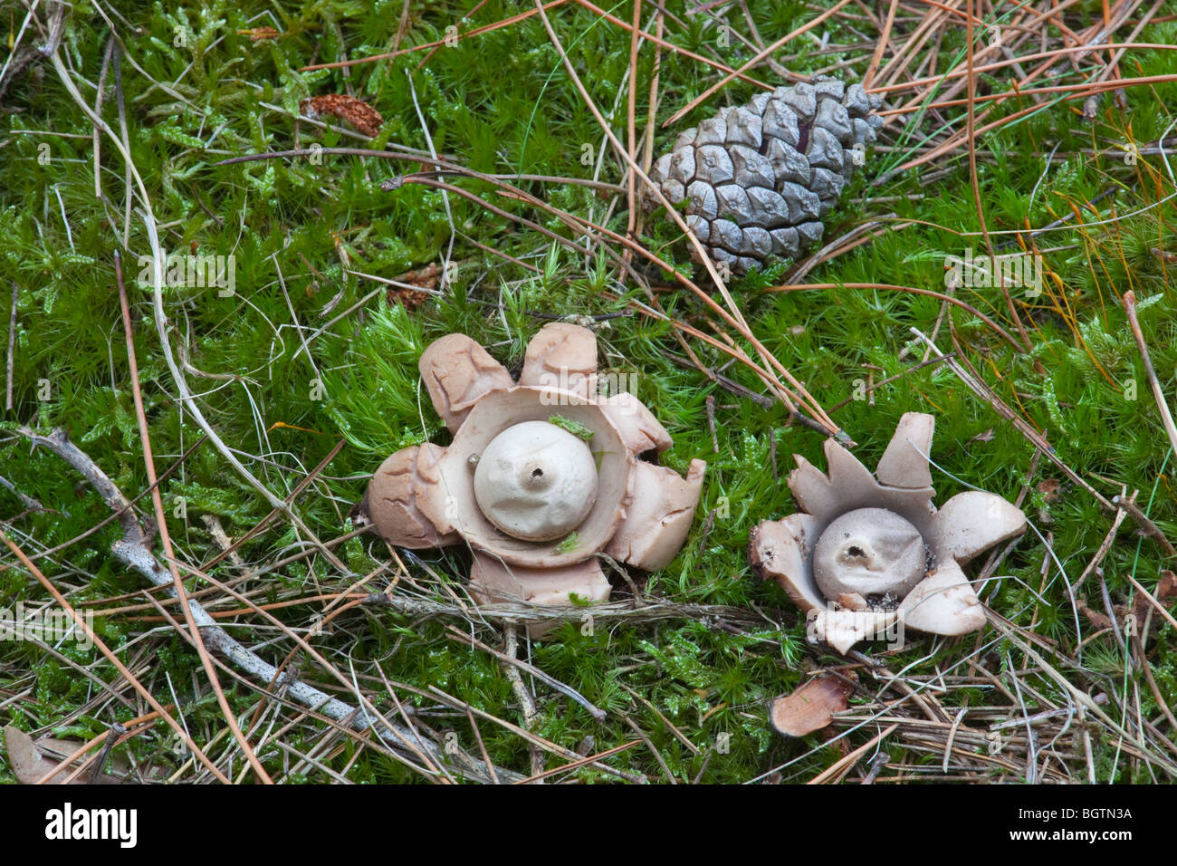 Earthstar Fungi Geastrum triplex Holkham Norfolk UK Stock Photo