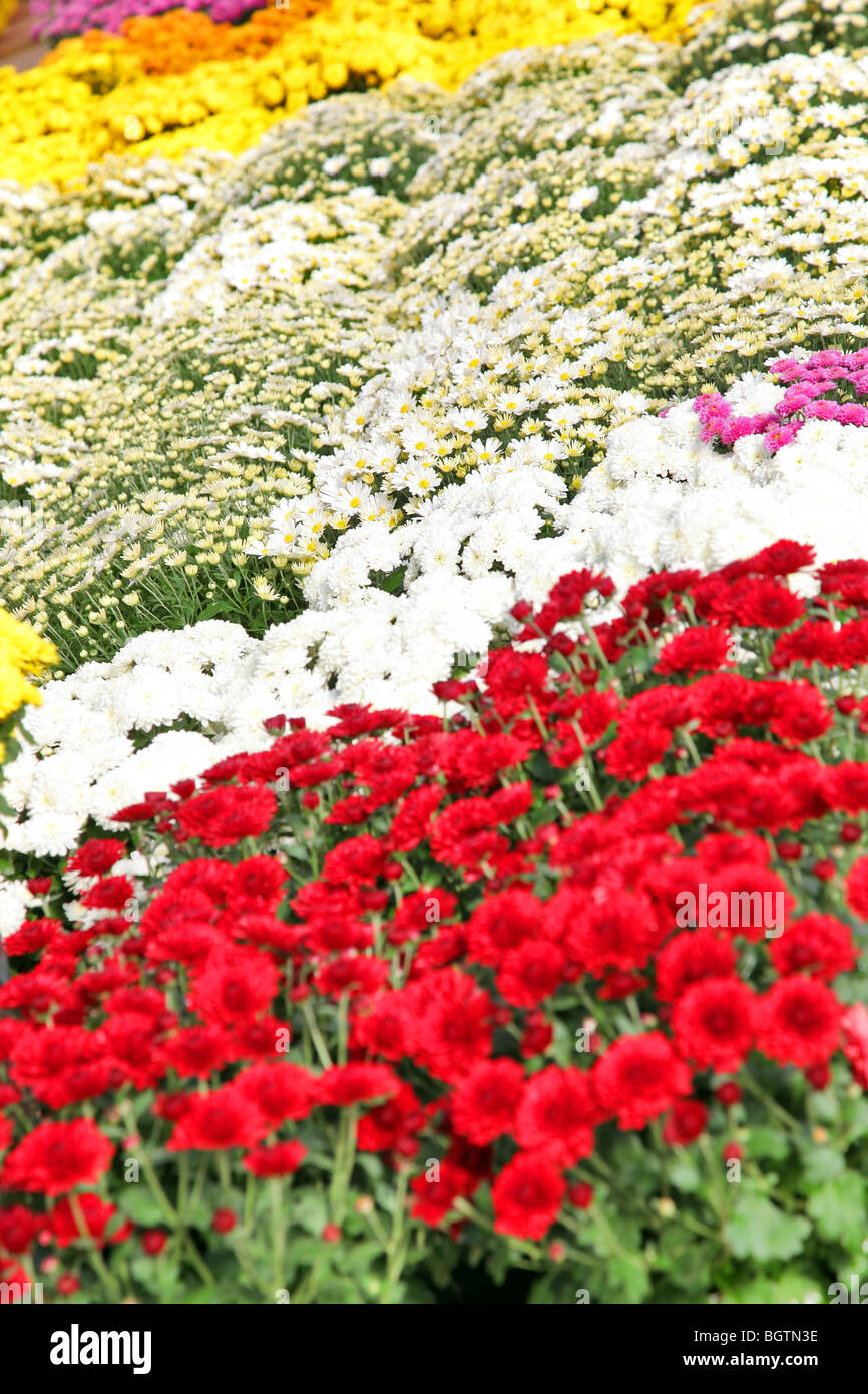 Lots of flowers hi-res stock photography and images - Alamy