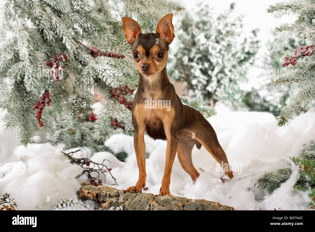Russian Toy Terrier dog - puppy standing in the snow Stock Photo
