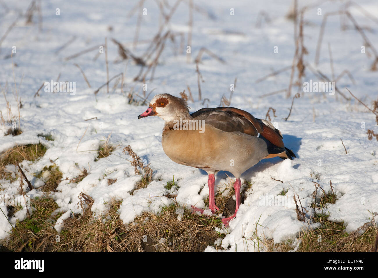 Egyptian Goose Alopochen aegyptiacus in snow Stock Photo