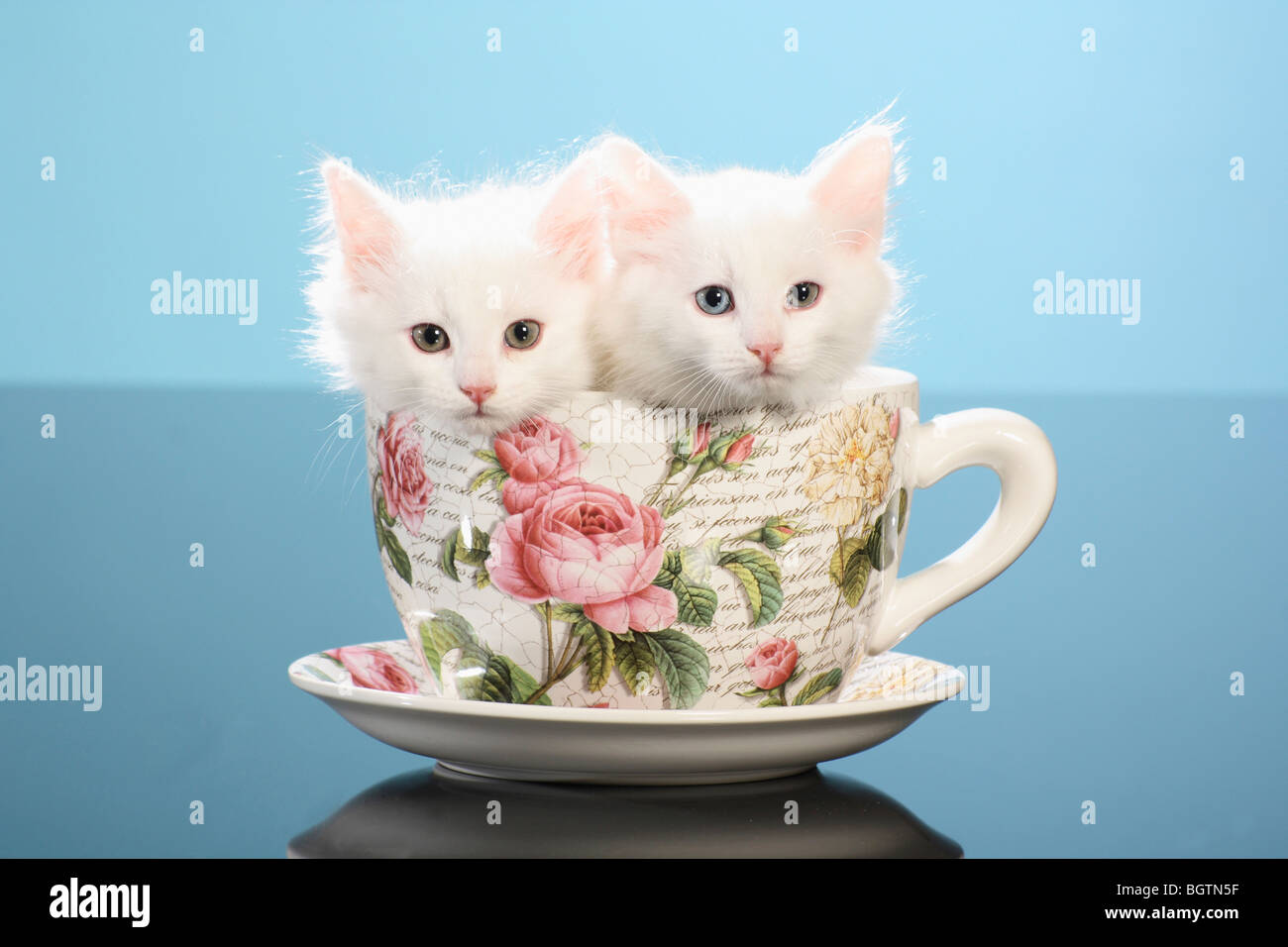 Siberian cat two kittens in a cup Stock Photo Alamy