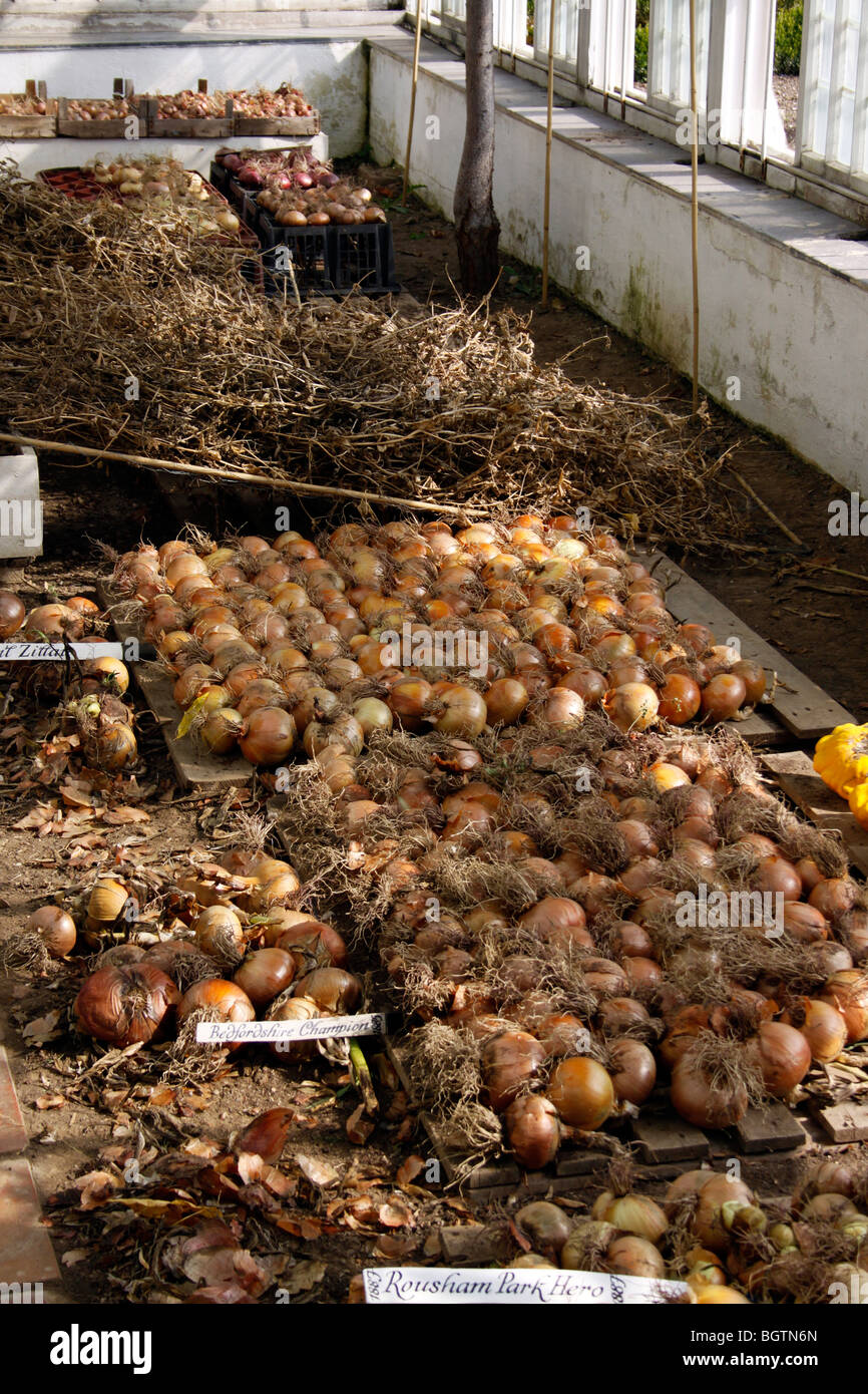 ONIONS IN WINTER STORAGE WITHIN A GREENHOUSE. Stock Photo