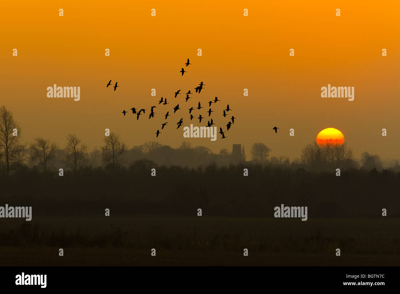 Pink-footed Geese flying over farmland at sunset Stock Photo