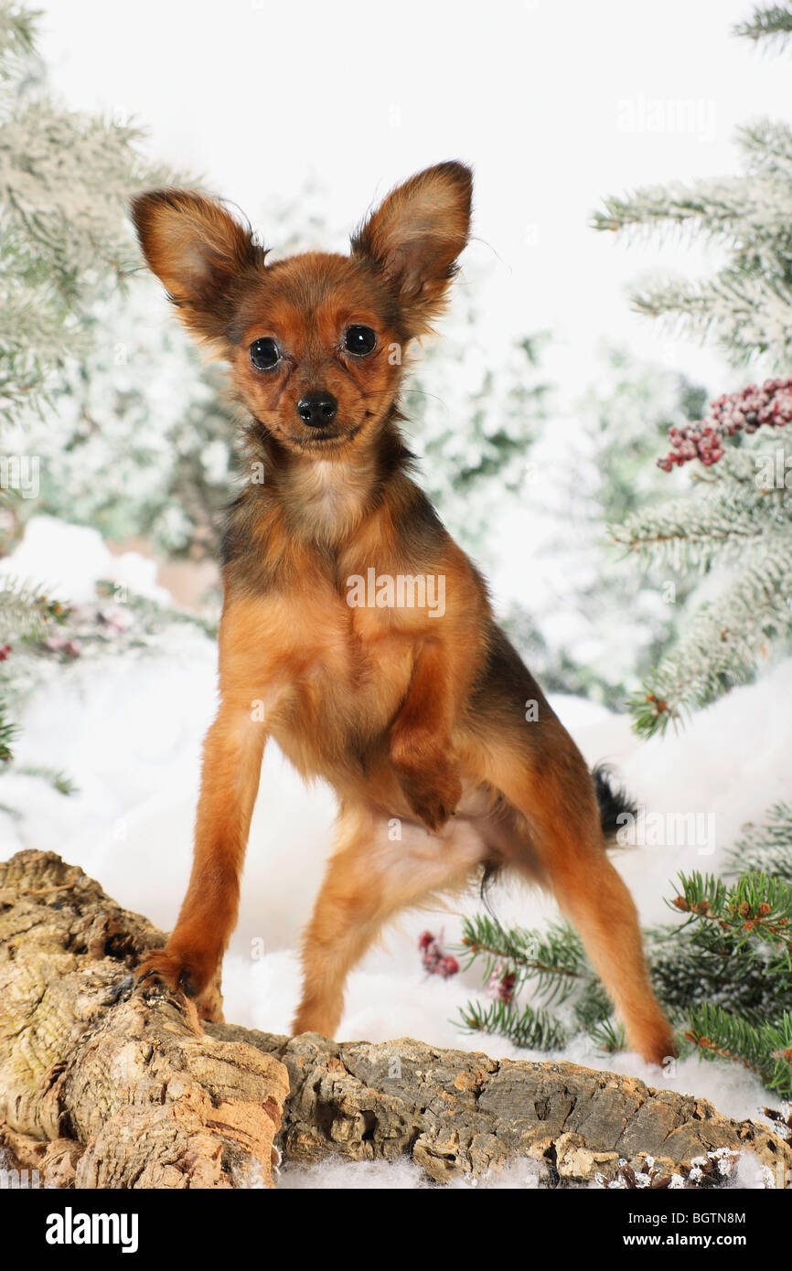 Russian Toy Terrier dog - standing in the snow Stock Photo