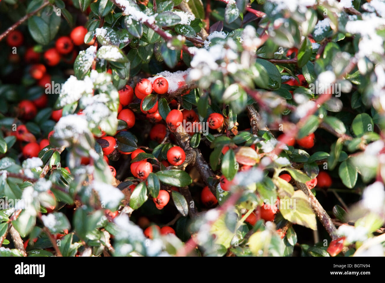 Close-up of Cotoneaster berries and snow Stock Photo