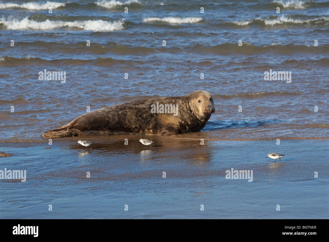 Grey Seal Halichoerus grypus and Sanderlings Stock Photo