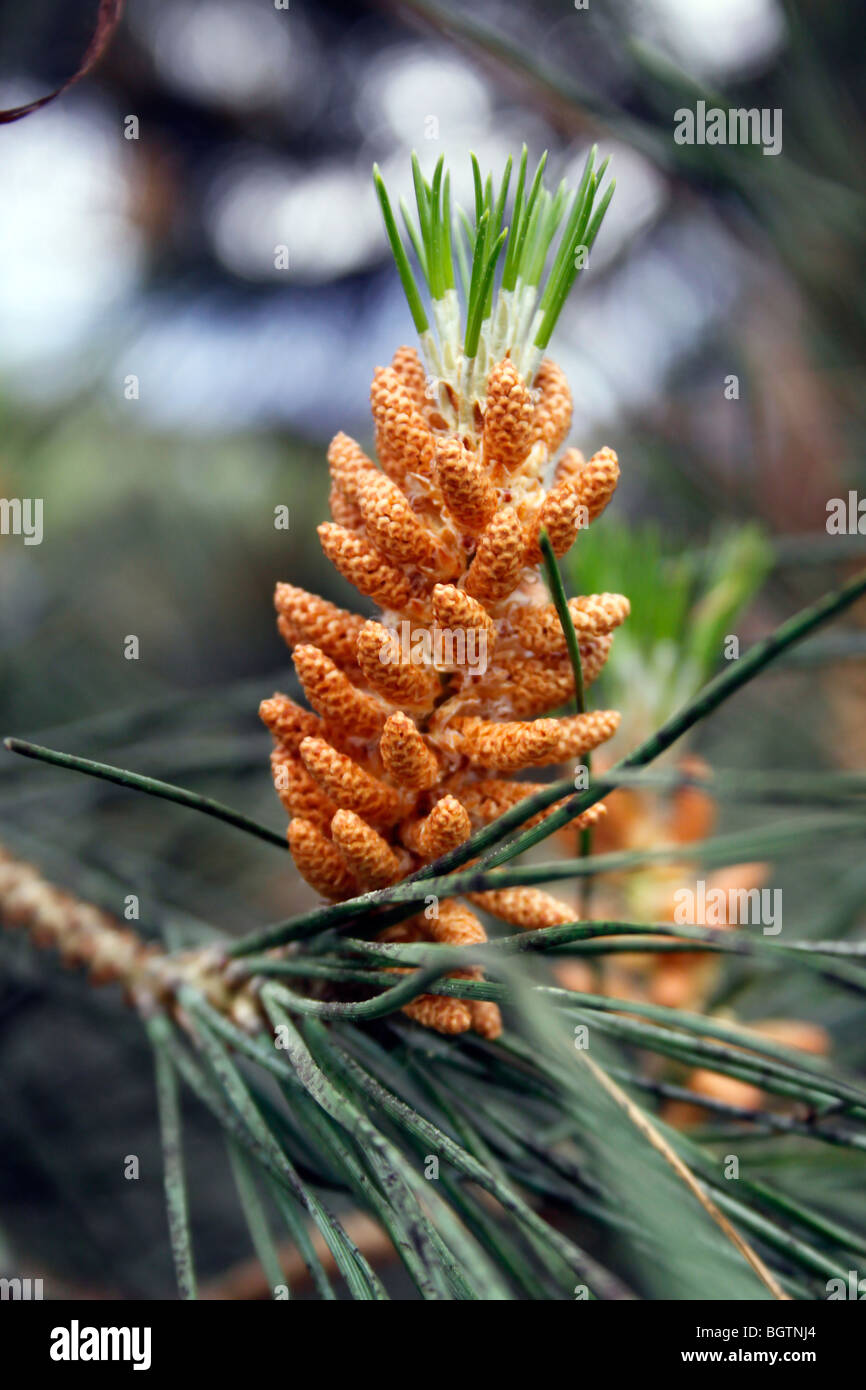 CONES OF PINUS PINEA. STONE PINE. UMBRELLA PINE. Stock Photo