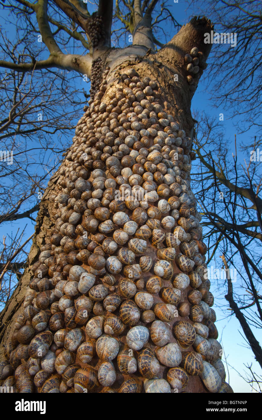 Snails Helix aspersa over wintering in a large group on a tree trunk North Norfolk Stock Photo
