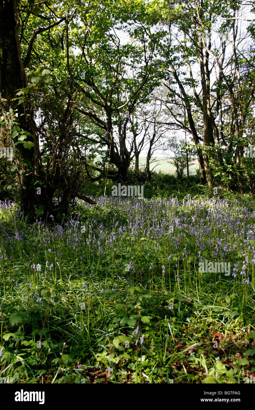 English wildflowers hi-res stock photography and images - Alamy