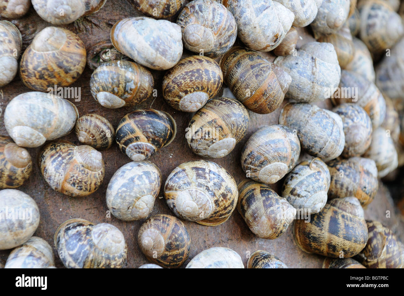 Common garden snails, helix aspersa, large group hibernating on