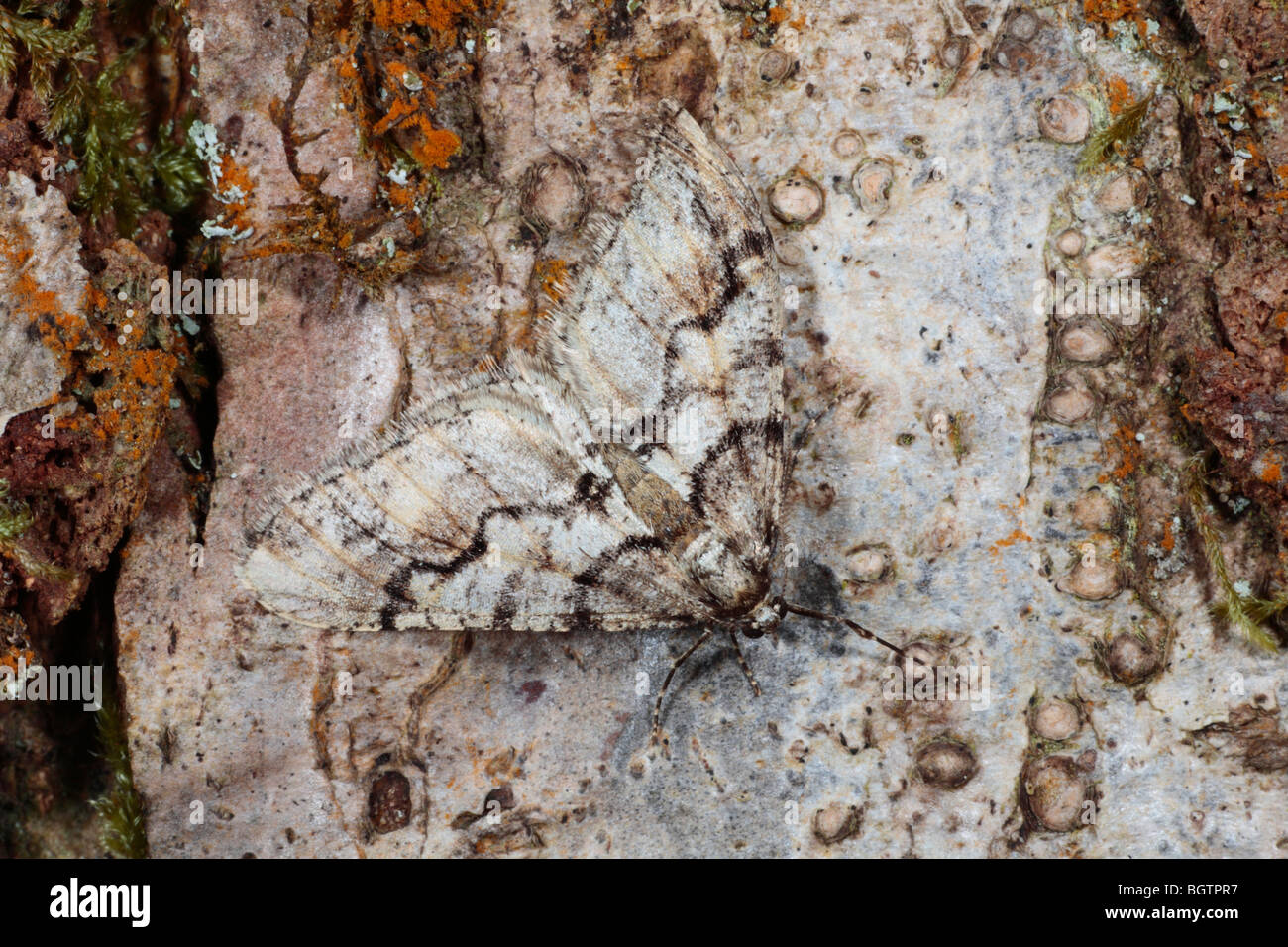 Male Spring Usher moth (Agriopis leucophaearia) resting on Oak bark. Powys, Wales. Stock Photo