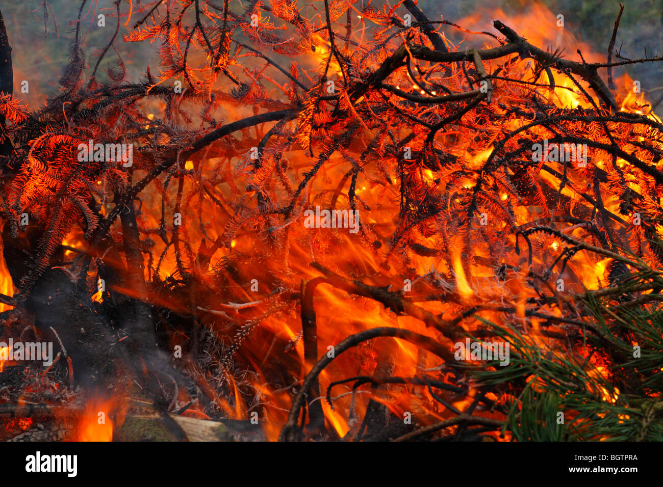 Garden bonfire with burning spruce branches, Powys, Wales. Stock Photo