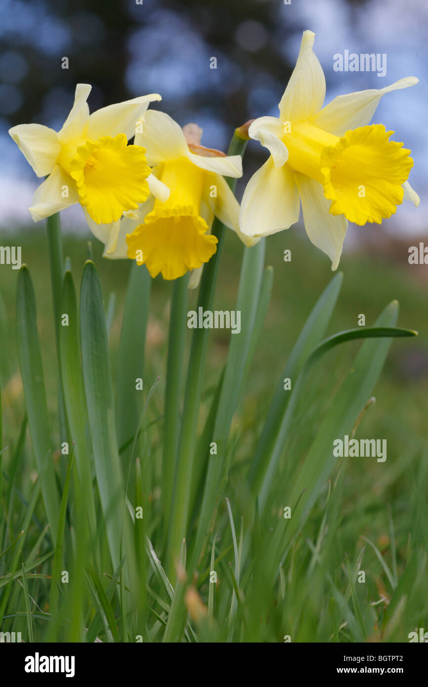 'Wild' Daffodils (Narcissus pseudonarcissus) flowering. Powys, Wales. Stock Photo