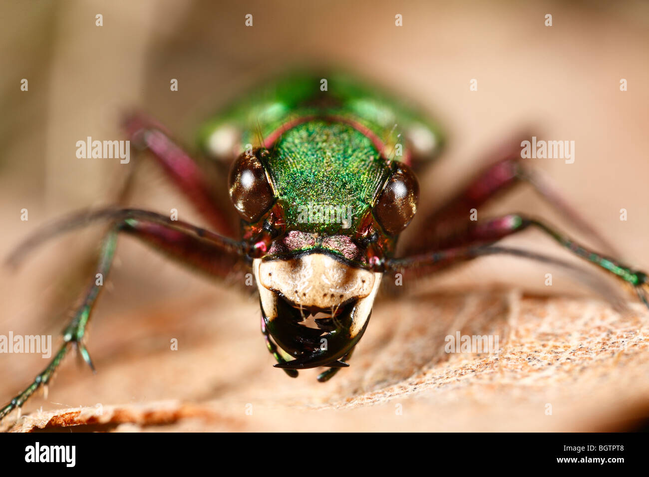 Head of a Green Tiger Beetle (Cicindela campestris). Predatory beetle of open ground with large jaws. Powys, Wales. Stock Photo