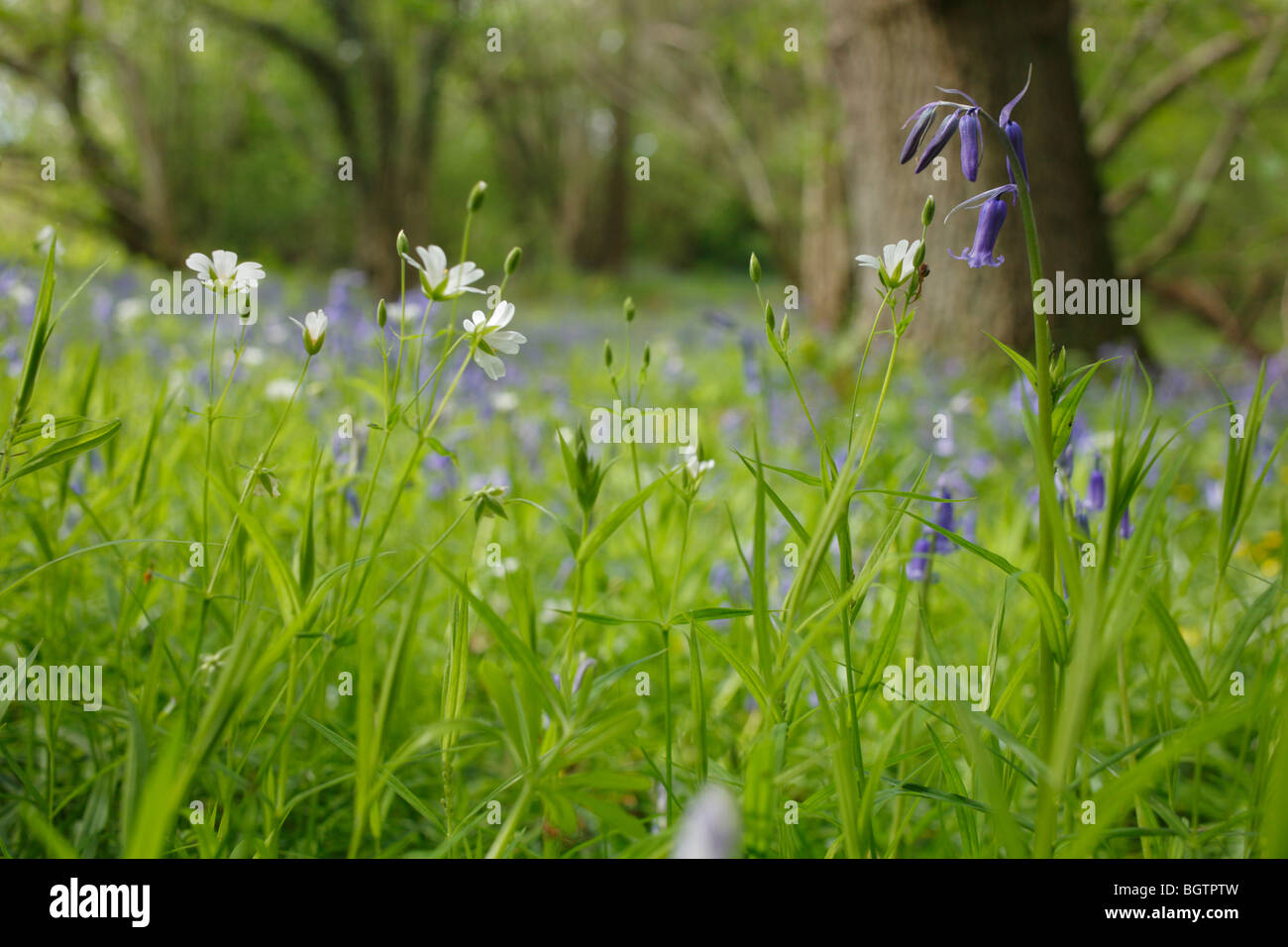 Bluebells and Greater Stitchwort flowering in woodland. Cilcenni Dingle, A Woodlands Trust property. Powys, Wales. Stock Photo