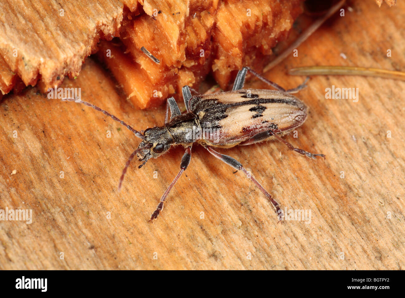 Two-banded Longhorn beetle (Rhagium bifasciatum) on dead wood. Powys, Wales. Stock Photo