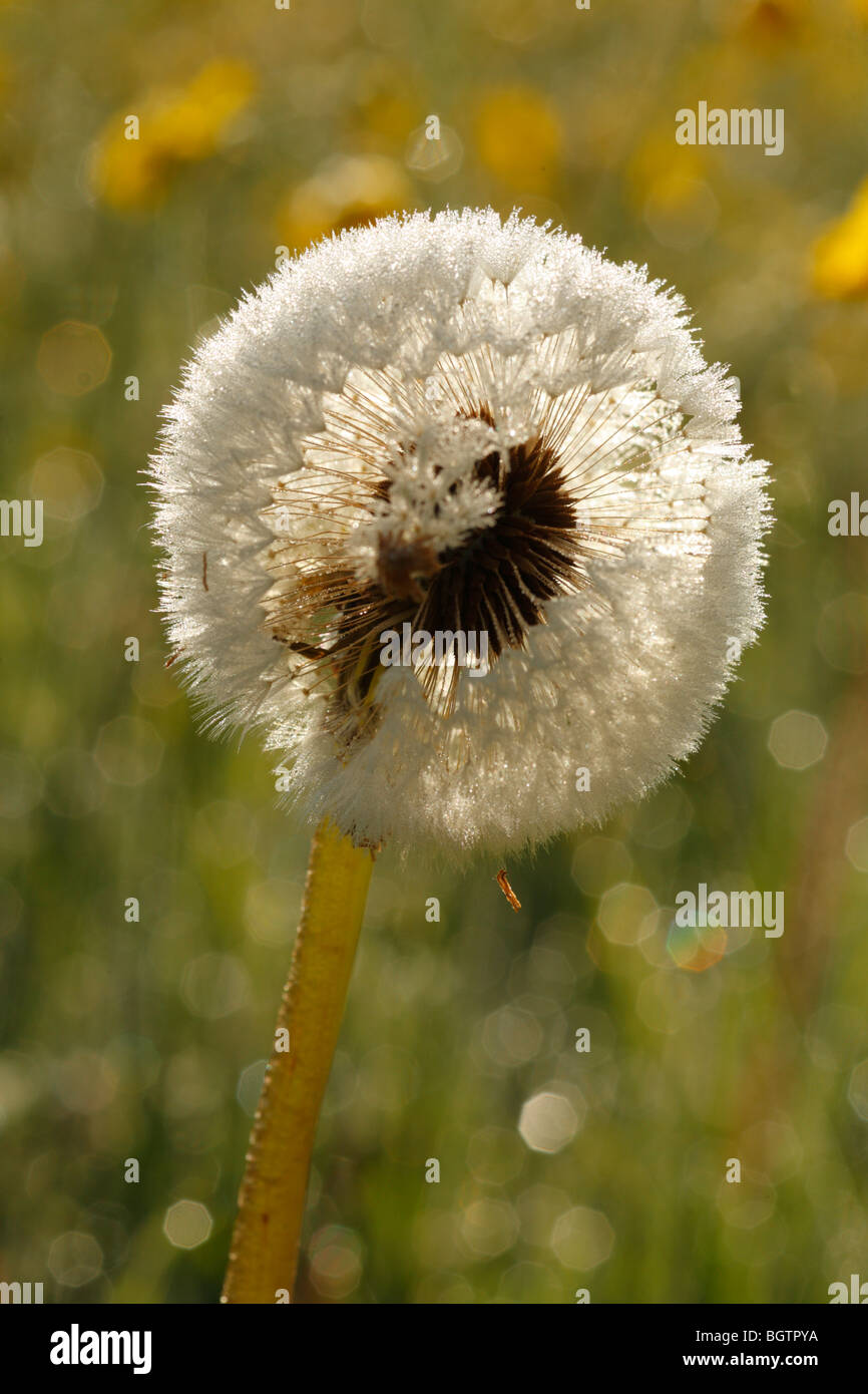 Dandelion 'Clock'. Seedhead of Dandelion (Taraxacum sp.) on a dewy morning. Powys, Wales. Stock Photo