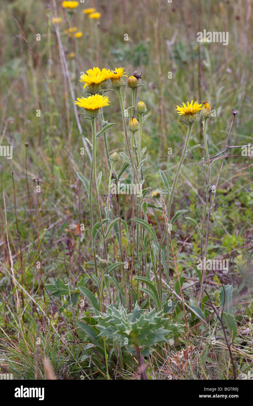 Inula (Inula sp.) flowering. On the Causse de Gramat, Lot region, France. Stock Photo