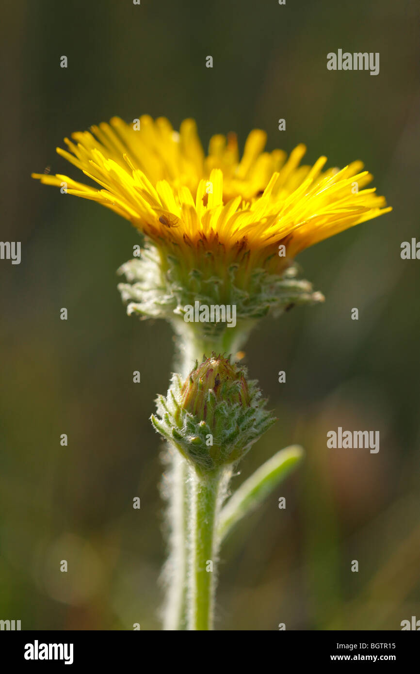 Flower of an Inula (Inula sp.). On the Causse de Gramat, Lot region, France. Stock Photo