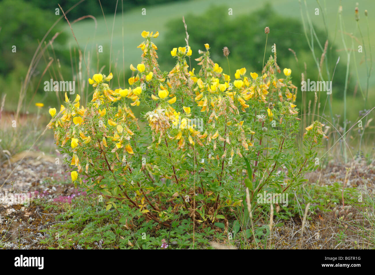 Large Yellow Restharrow (Ononis natrix) flowering. On the Causse de Gramat, Lot region, France. Stock Photo