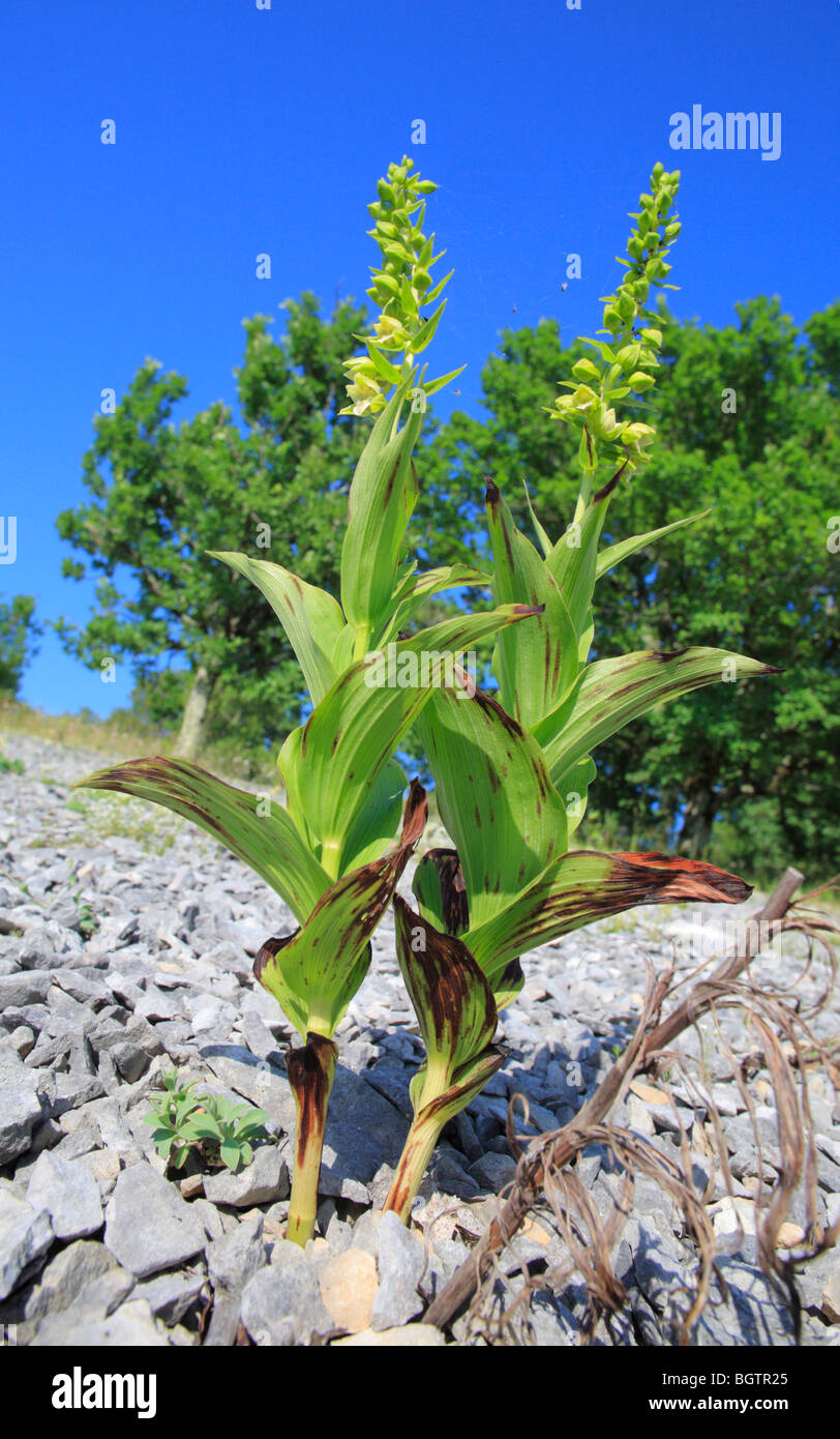 Helleborine orchid (Epipactis sp.) flowering in limestone. On the Causse de Gramat, Lot region, France. Stock Photo