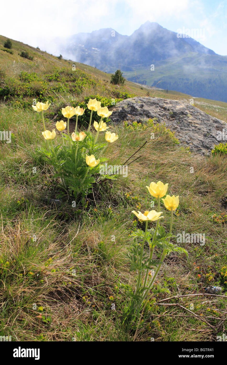 Alpine Pasque Flower (Pulsatilla alpina apiifolia) flowering at 2400m in the Pyrenees. Port d'Envalira, Andorra. Stock Photo