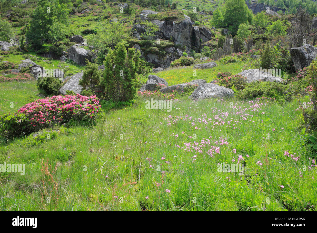 Ragged Robin (Lychnis flos-cuculi) flowering in marshy habitat at 1600m altitude. Ariege Pyrenees, France. Stock Photo