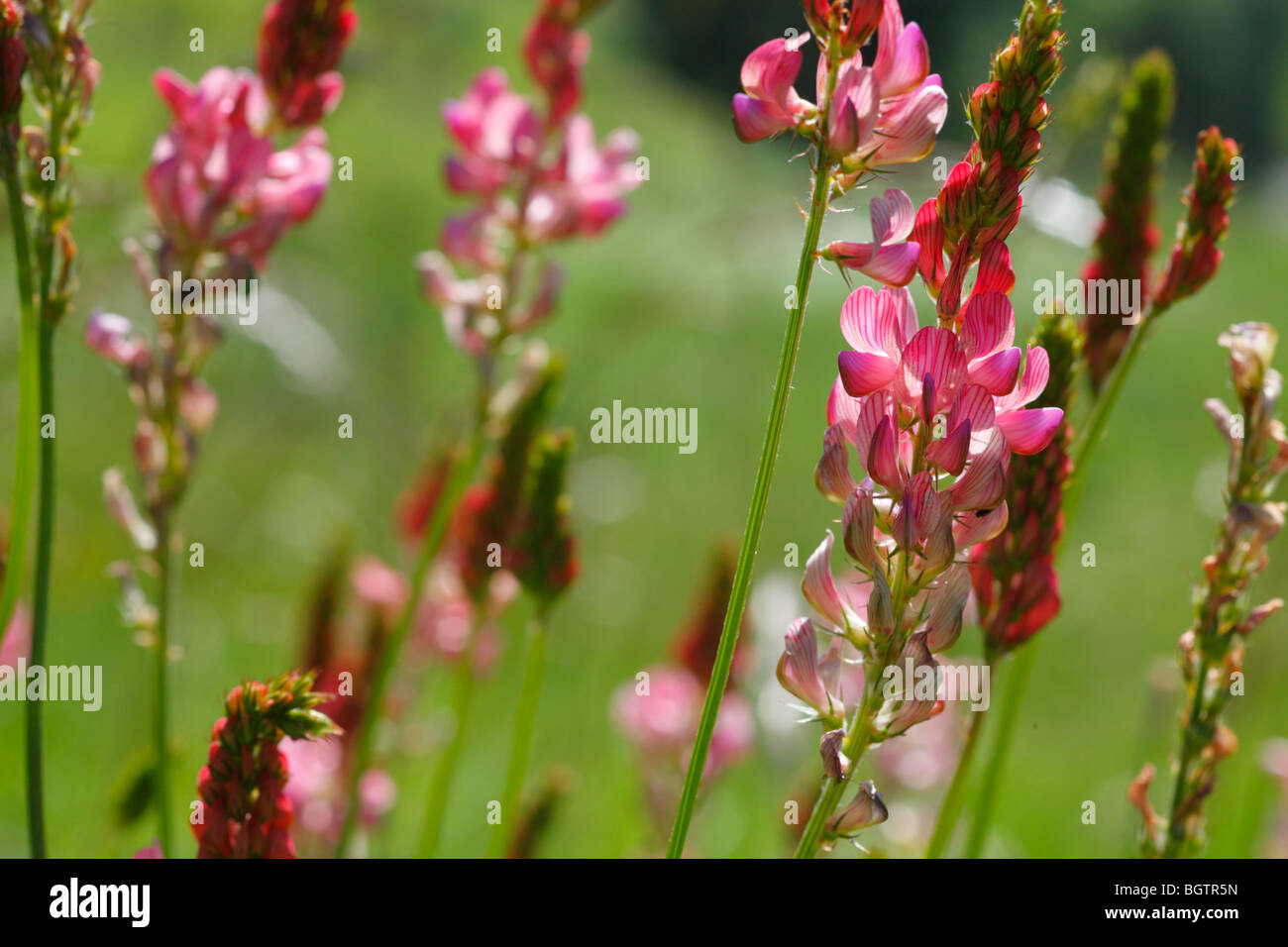Sainfoin (Onobrychis viciifolia) flowering. Ariege Pyrenees, France. Stock Photo