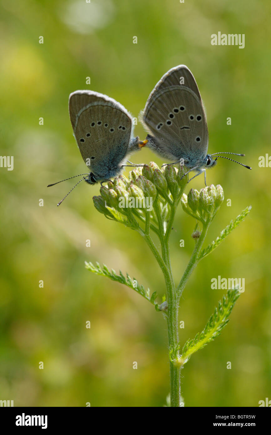 Mating Mazarine Blue butterflies (Cyaniris semiargus). Ariege Pyrenees, France. Stock Photo