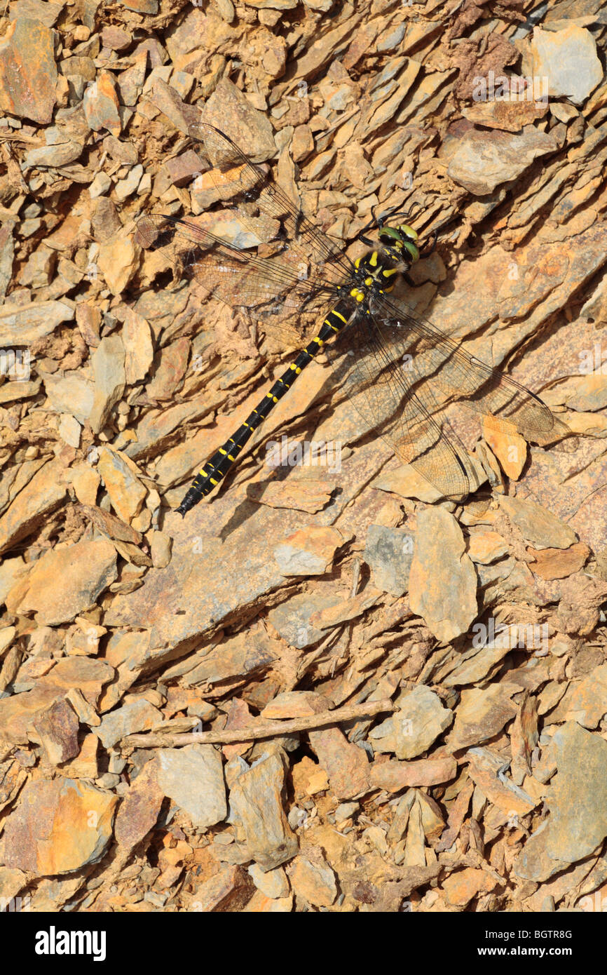 Golden-ringed Dragonfly (Cordulegaster boltonii) basking on stony ground. Powys, Wales, UK. Stock Photo