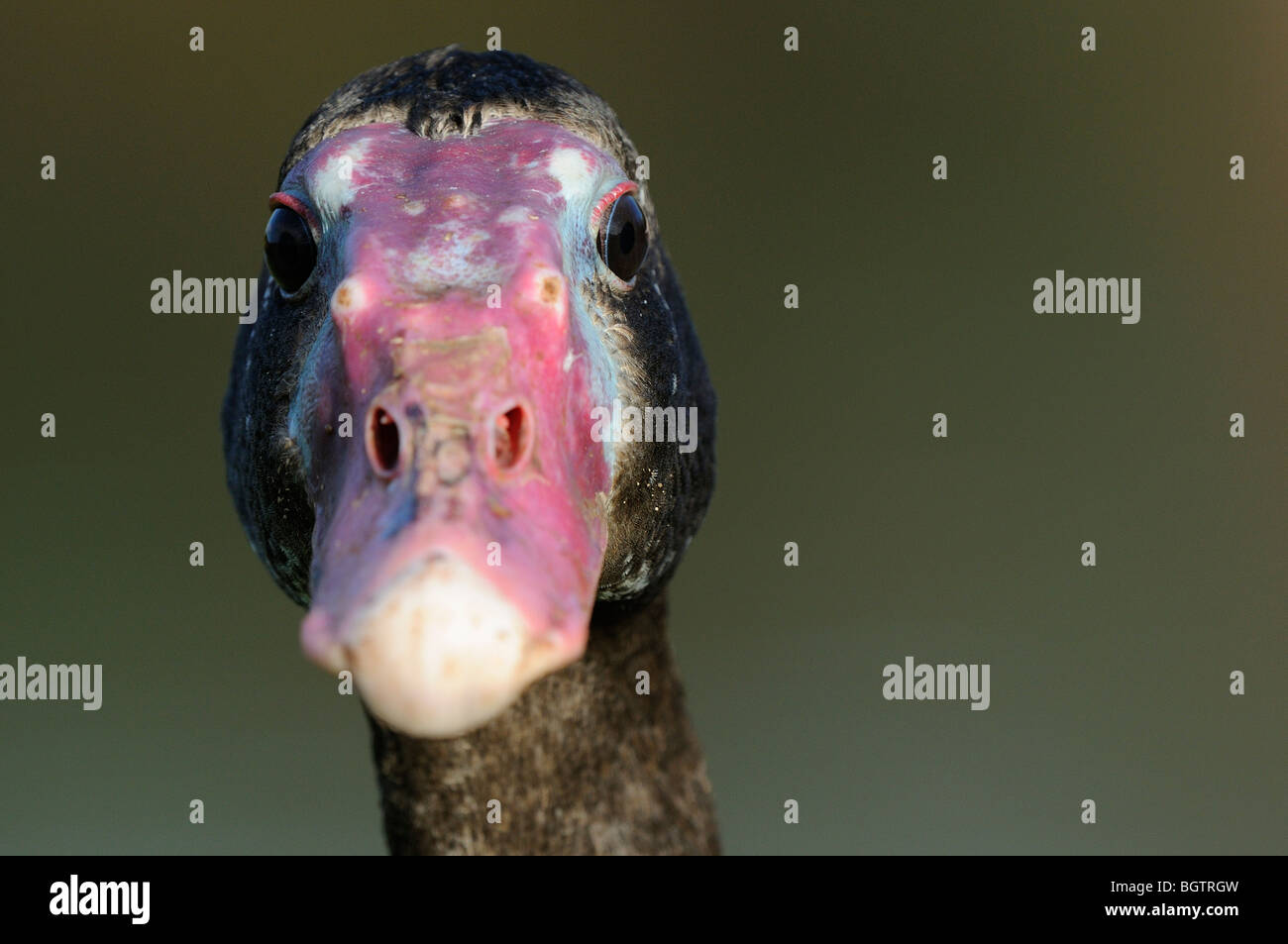 Black Spur-winged Goose (Plectropterus gambensis) portrait, Slimbridge, UK. Stock Photo