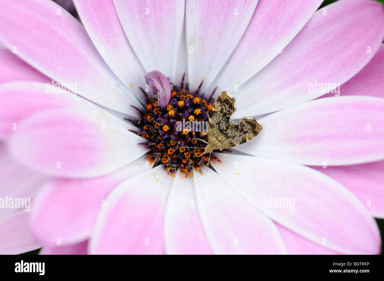 Micro moth (unknown species) feeding on flower, Oxfordshire, UK. Stock Photo