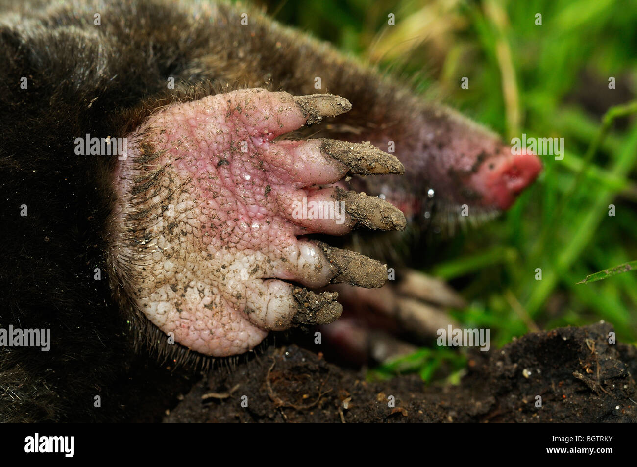 European Mole (Talpa europaea) showing claws on underside of foot, Oxfordshire, UK. Stock Photo