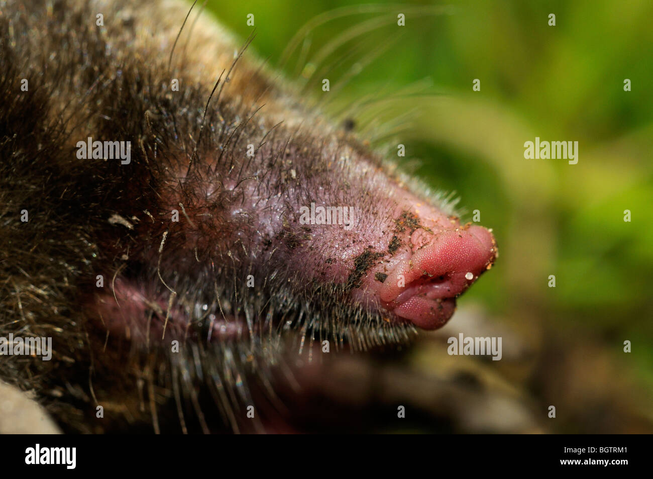 European Mole (Talpa europaea) close-up showing detail on snout, Oxfordshire, UK. Stock Photo