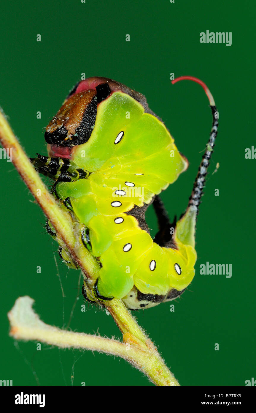 Puss Moth (Cerura vinula) caterpillar in aggressive posture, Oxfordshire, UK. Stock Photo