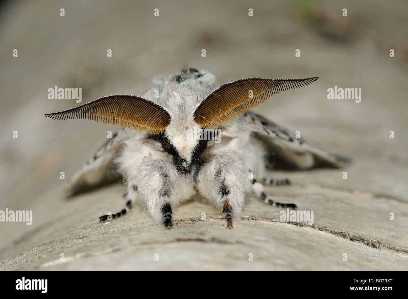 Puss Moth (Cerura vinula) male moth at rest, showing antennae, Oxfordshire, UK. Stock Photo