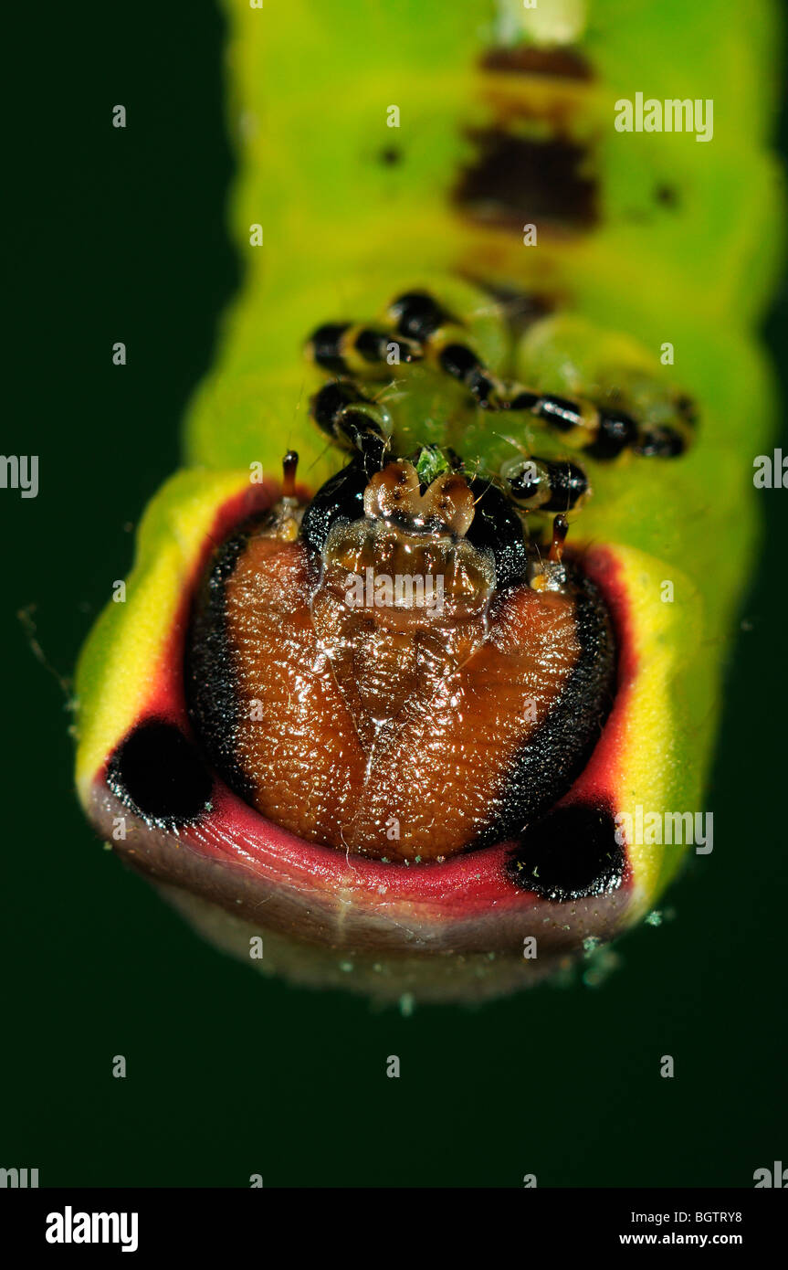 Puss Moth (Cerura vinula) close-up of head of resting caterpillar, Oxfordshire, UK. Stock Photo