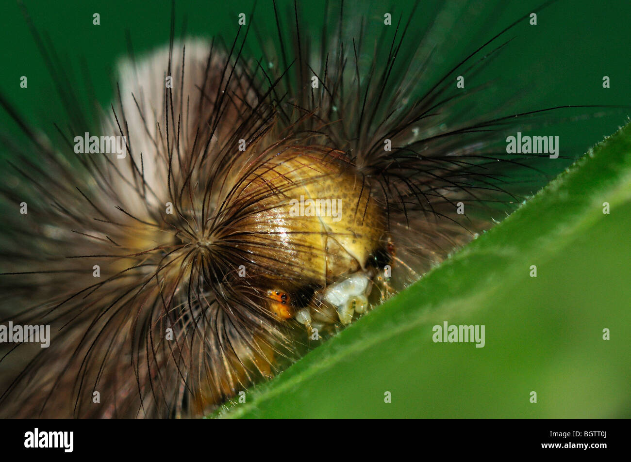 Pale Tussock Moth (Calliteara pudibunda) close-up of caterpillar's head, feeding on Lime Tree leaf, Oxfordshire, UK. Stock Photo