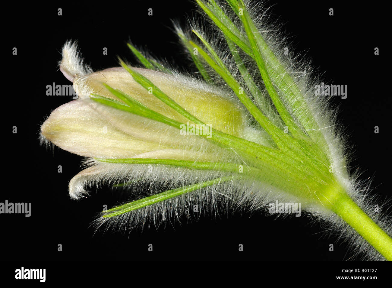 White Pulsatilla flower bud, about to open, Oxfordshire, UK. Stock Photo